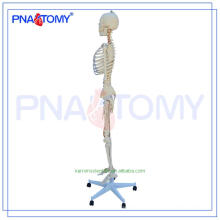 Neue Marke PNT-0107 muskulöses Skelettmodell